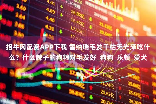 招牛网配资APP下载 雪纳瑞毛发干枯无光泽吃什么？什么牌子的狗粮对毛发好_狗狗_乐顿_爱犬